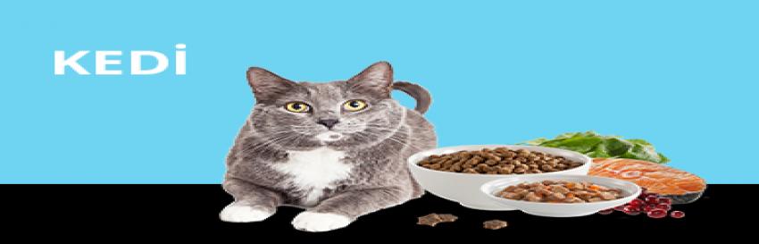 Kedi Tasmaları