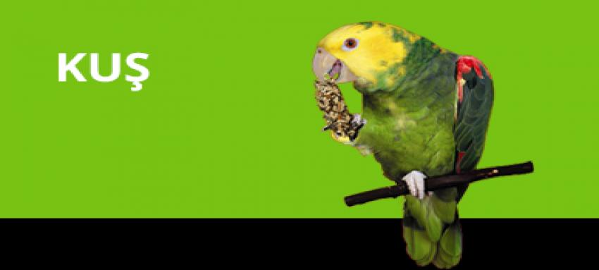 Kuş